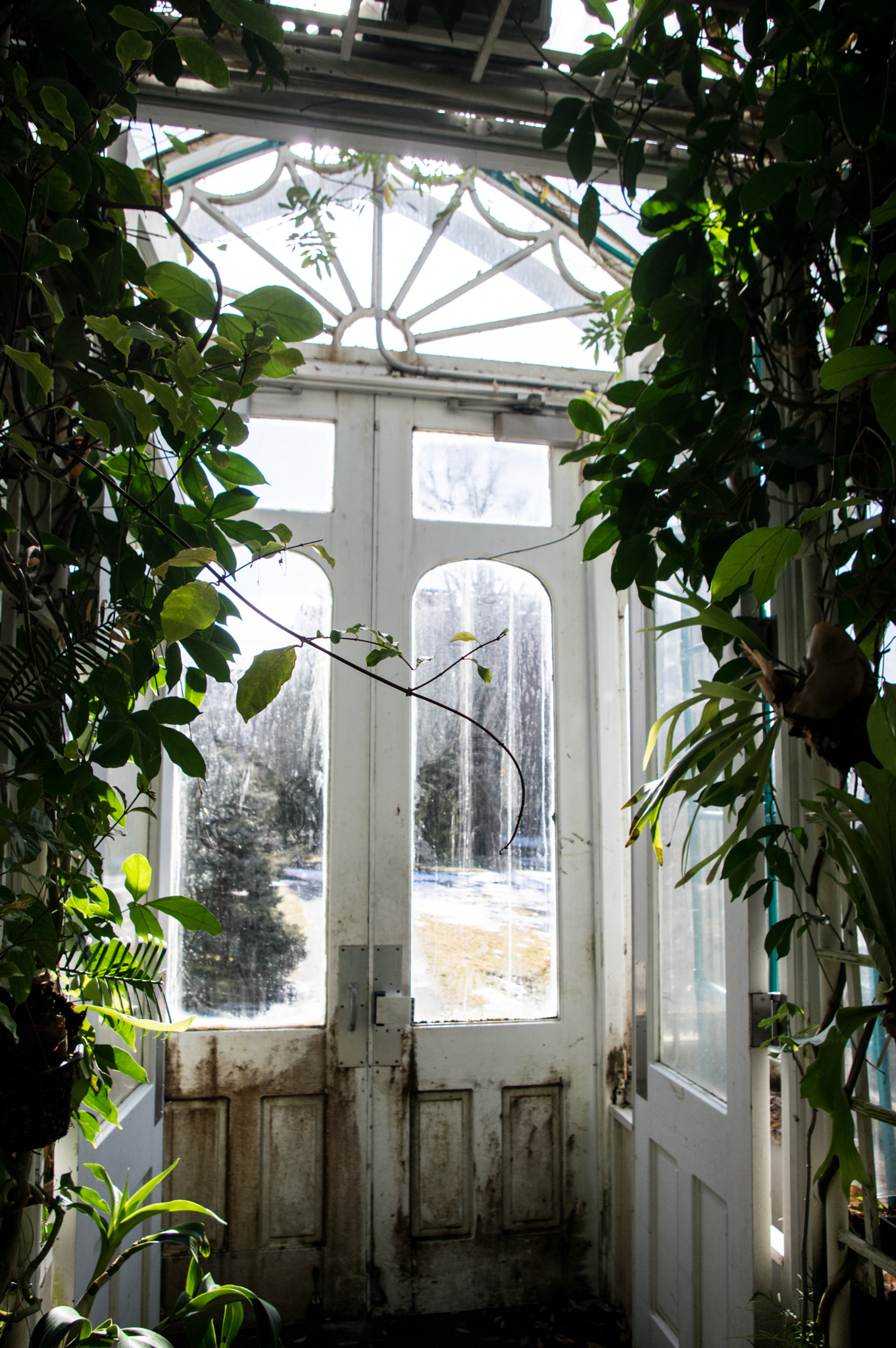 Pentax smc DA 18-55mm F3.5-5.6 AL sample photo. Door and vine photography
