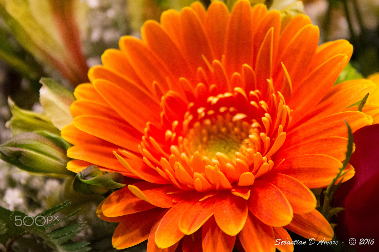 Sigma 17-70mm F2.8-4 DC Macro OS HSM | C sample photo. Gerbera photography