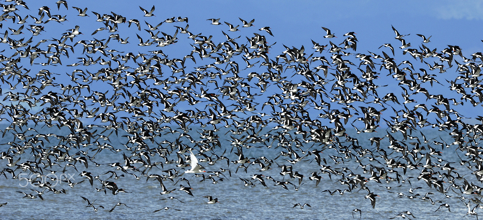 Nikon D2X + Nikon AF-S Nikkor 500mm F4G ED VR sample photo. Caspian tern fly alone with massive oyster catcher photography