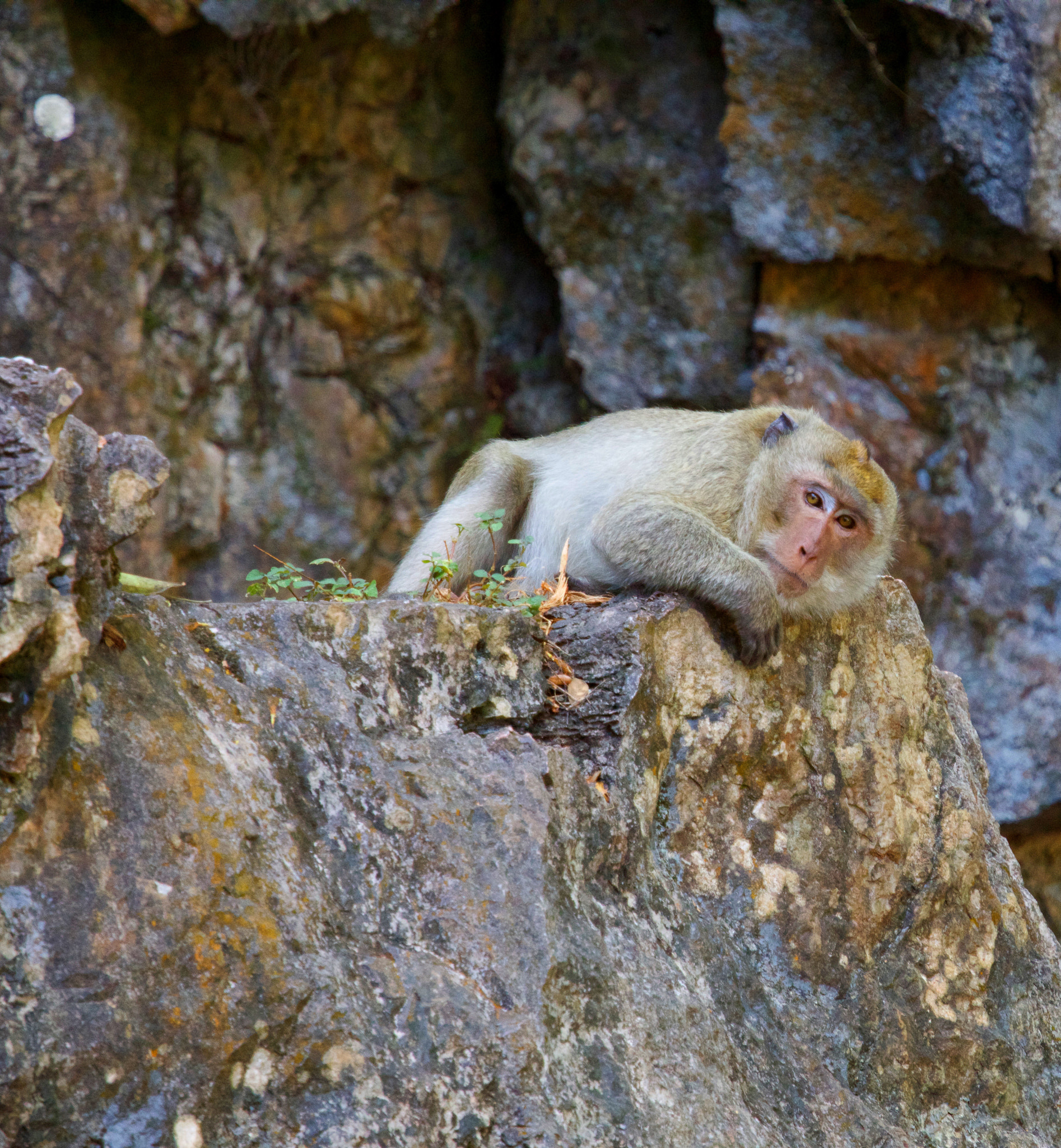 Canon EF 70-200mm F4L IS USM sample photo. Lazy day photography