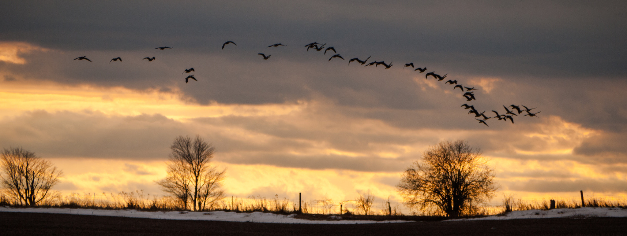 Panasonic Lumix DMC-G1 sample photo. Geese photography