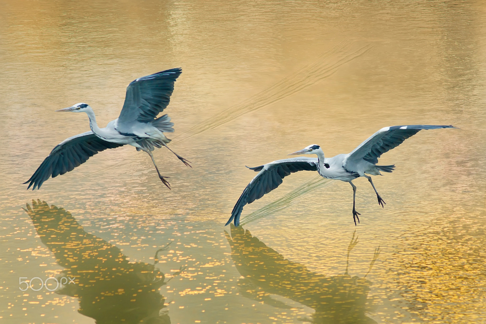 Sony SLT-A77 + Minolta AF 300mm F2.8 HS-APO G sample photo. ～ touchdown ～ photography