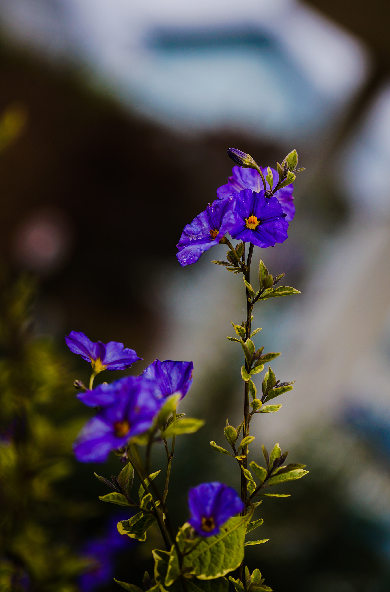 Sony Alpha a3000 + E 60mm F2.8 sample photo. Azulando photography