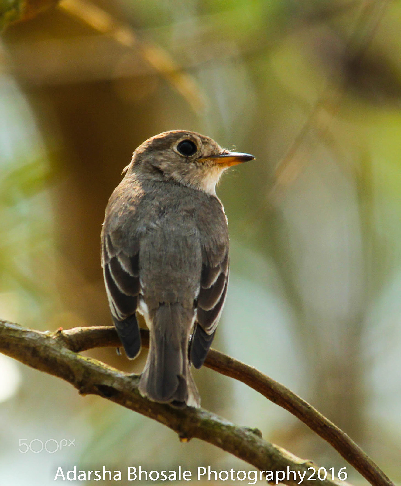 Sigma 150-500mm F5-6.3 DG OS HSM sample photo. Asian brown flycatcher photography