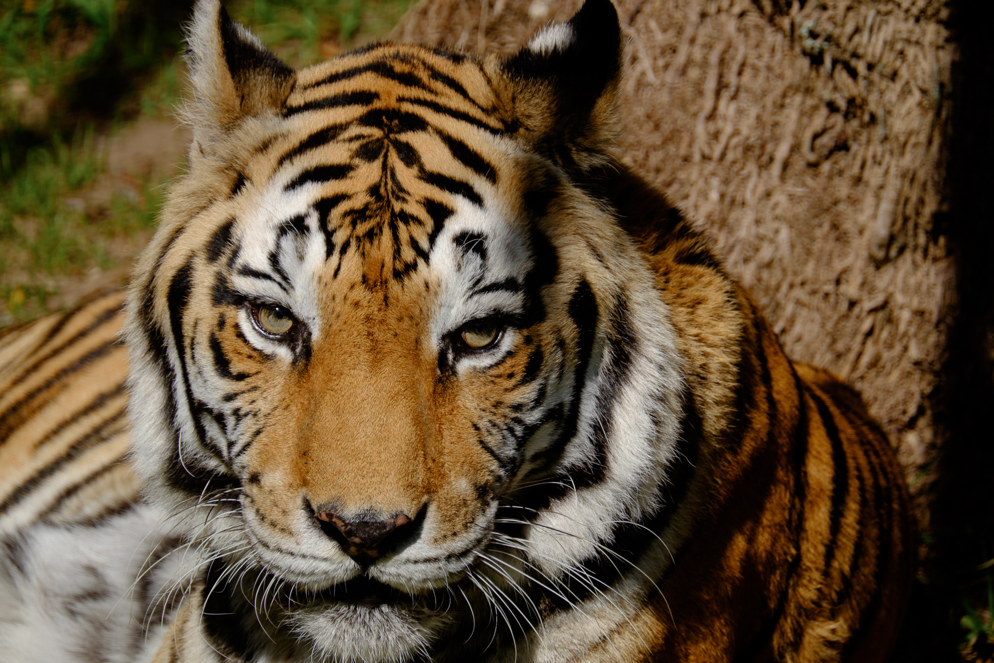 XF100-400mmF4.5-5.6 R LM OIS WR + 1.4x sample photo. Tiger photography
