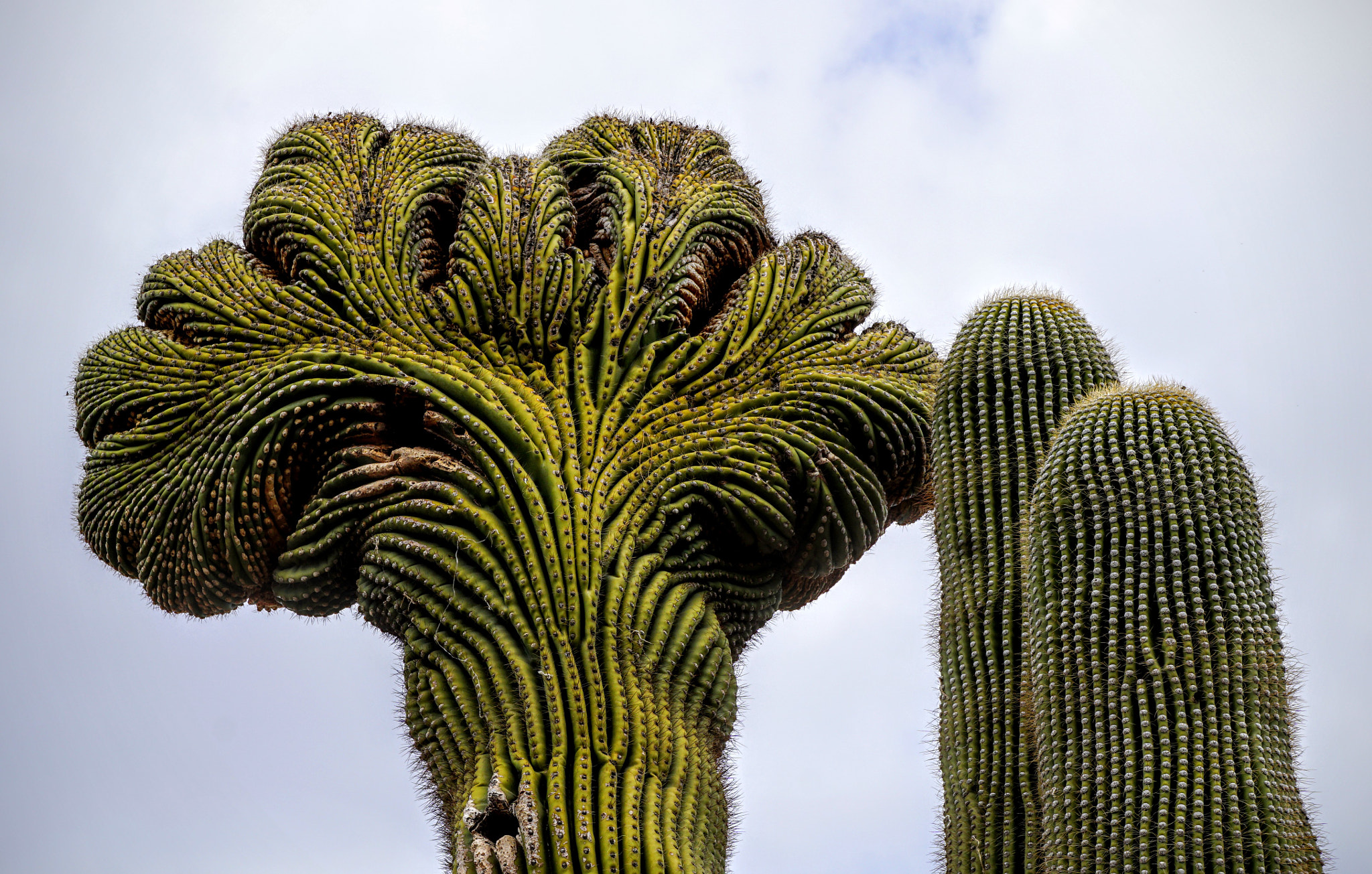 Sony E 18-55mm F3.5-5.6 OSS sample photo. Botanical garden, phoenix, az photography