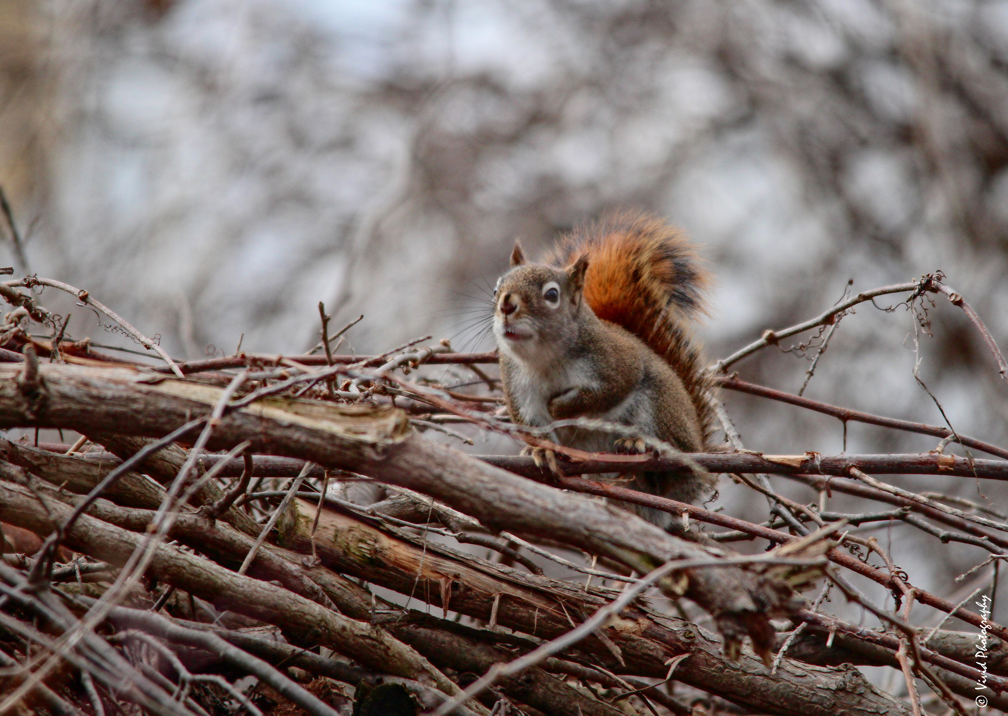 Sigma 150-500mm F5-6.3 DG OS HSM sample photo. Through the thicket e photography
