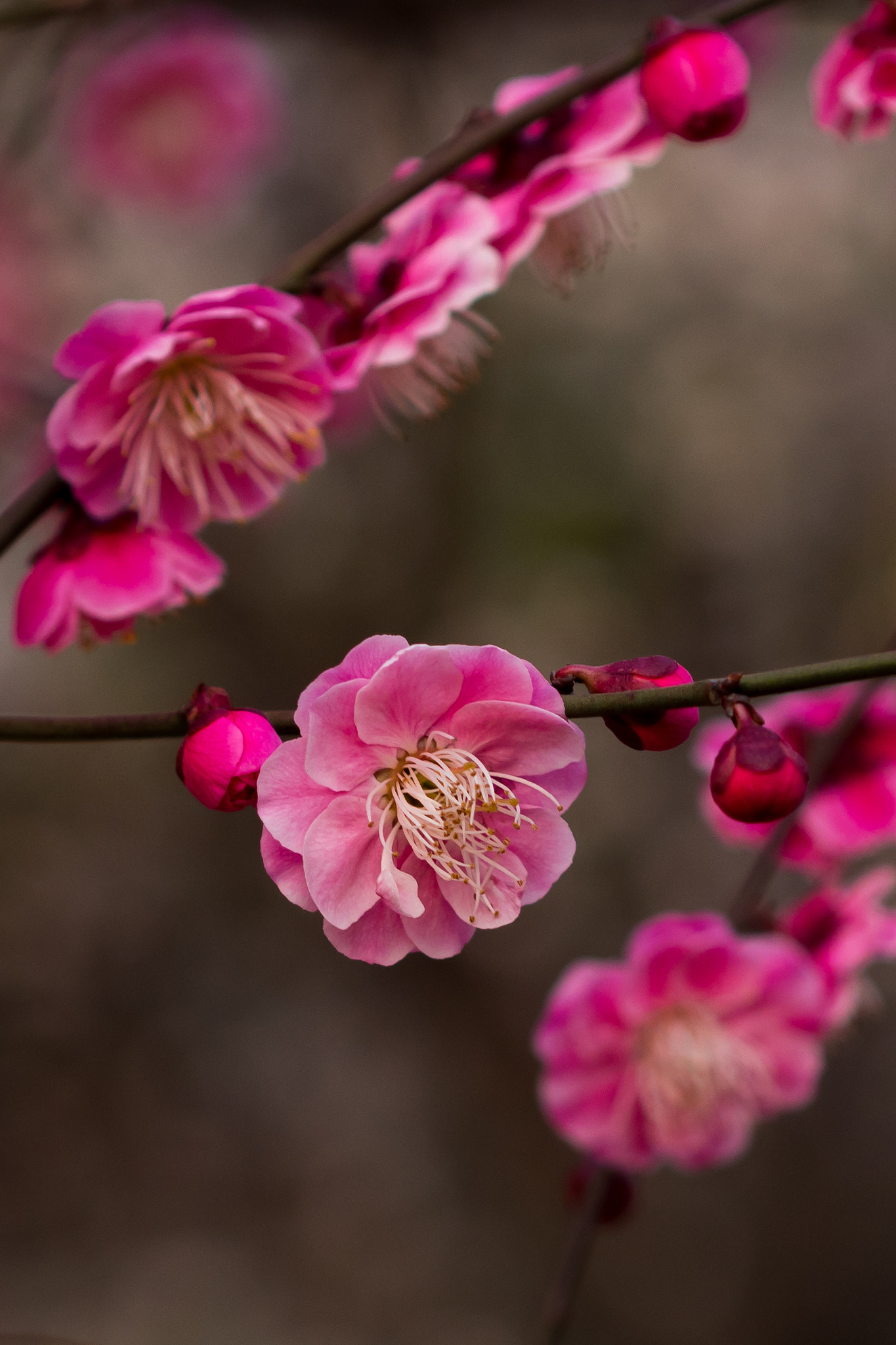 Olympus PEN E-PL5 + Olympus M.Zuiko Digital 45mm F1.8 sample photo. Plum blossom photography