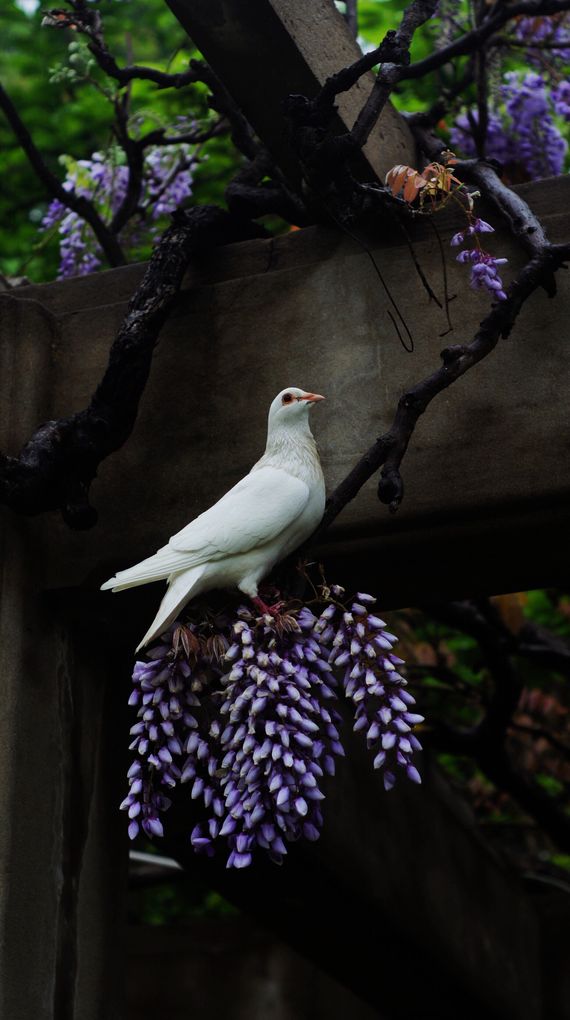 Sony NEX-5C sample photo. A dove standing on a wisteria photography