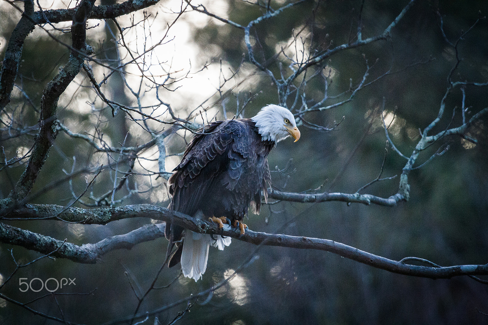Canon EF 100-400mm F4.5-5.6L IS USM sample photo. Bald eagle on the delaware photography