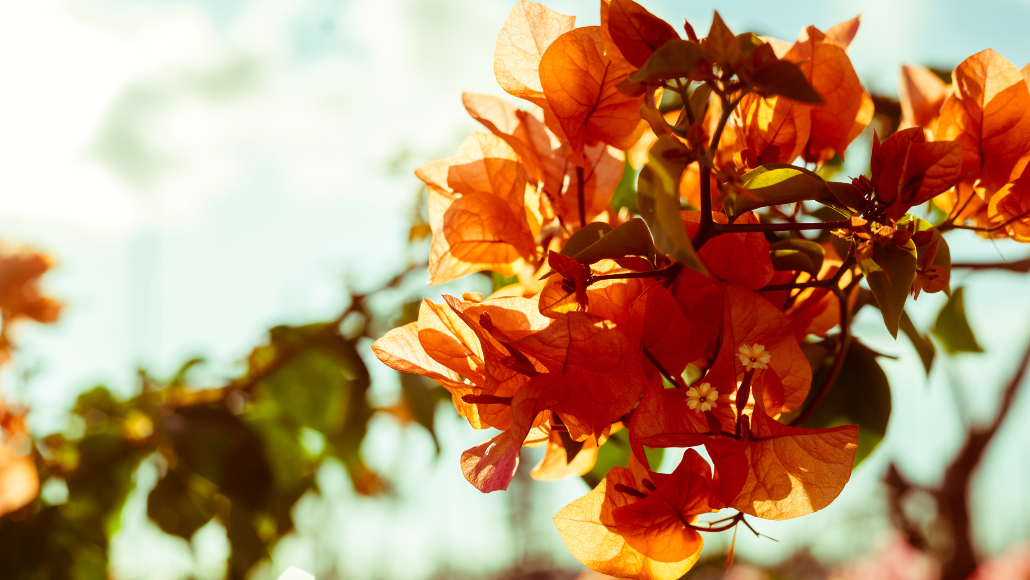 Sony a7R + Sony 70-400mm F4-5.6 G SSM sample photo. Flowers in sunlight photography