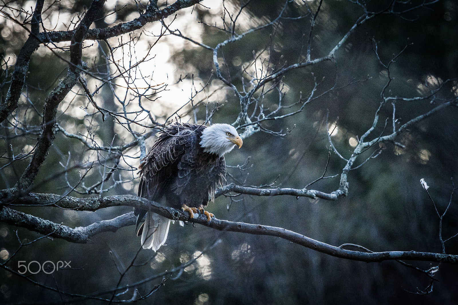 Canon EF 100-400mm F4.5-5.6L IS USM sample photo. Bald eagle takes flight photography