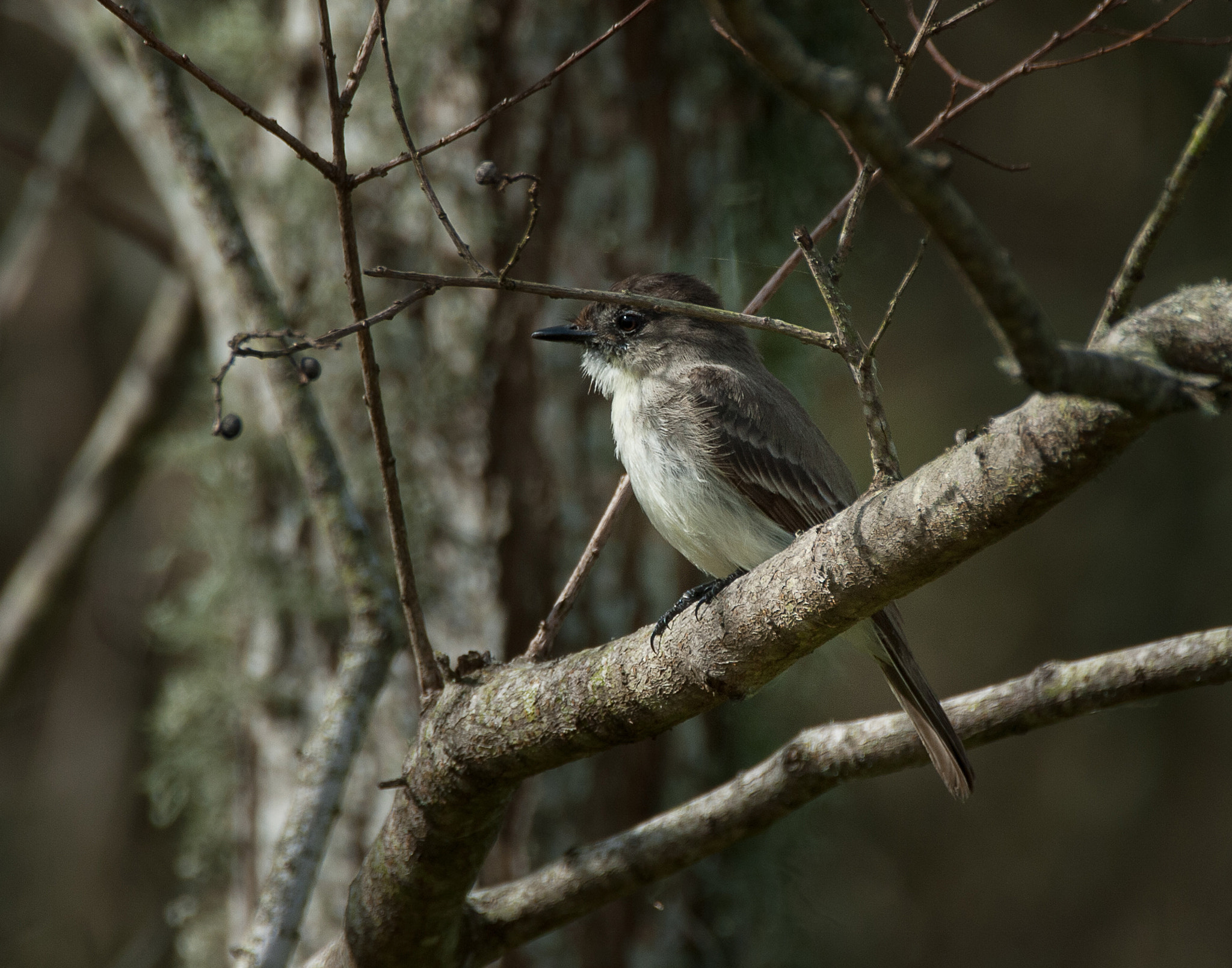 Sigma 150-600mm F5-6.3 DG OS HSM | C sample photo. Sparrow photography