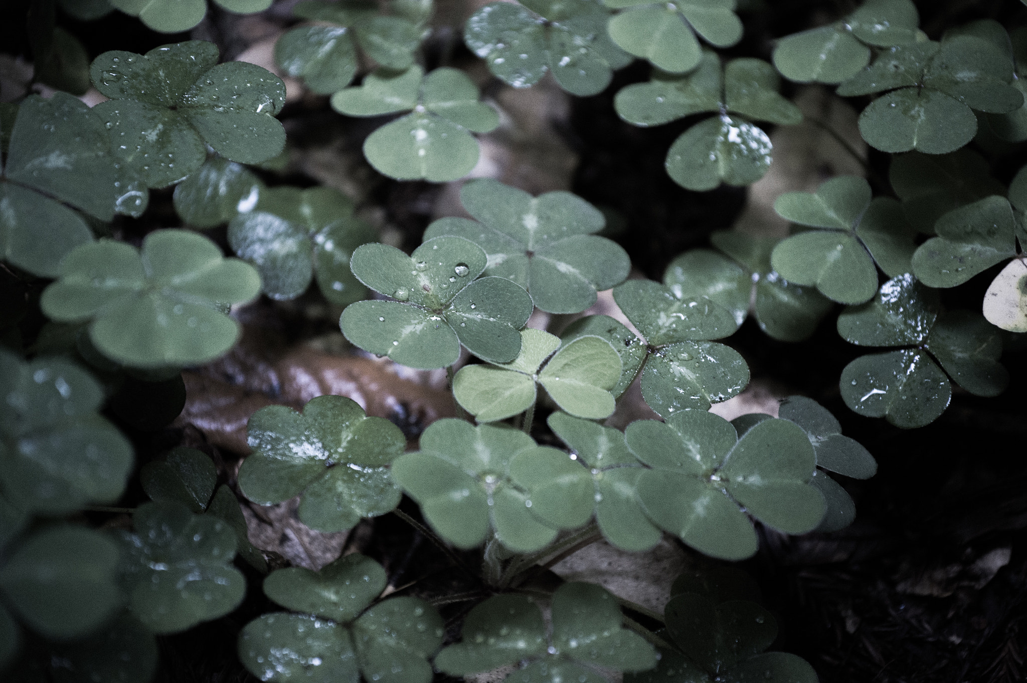 Nikon AF-S Nikkor 70-200mm F4G ED VR sample photo. Clovers photography