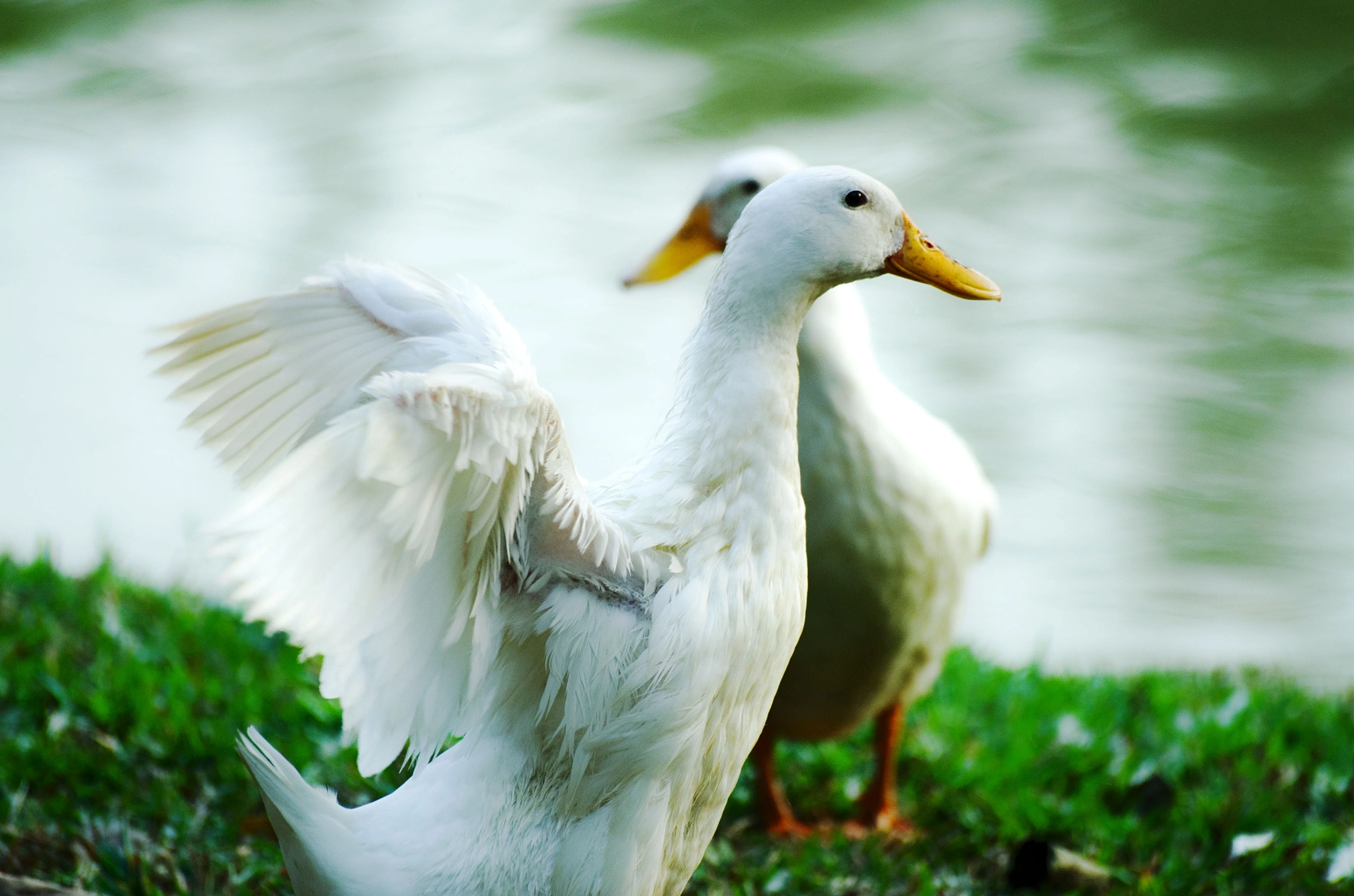 Pentax K-50 + Sigma sample photo. Opposites photography