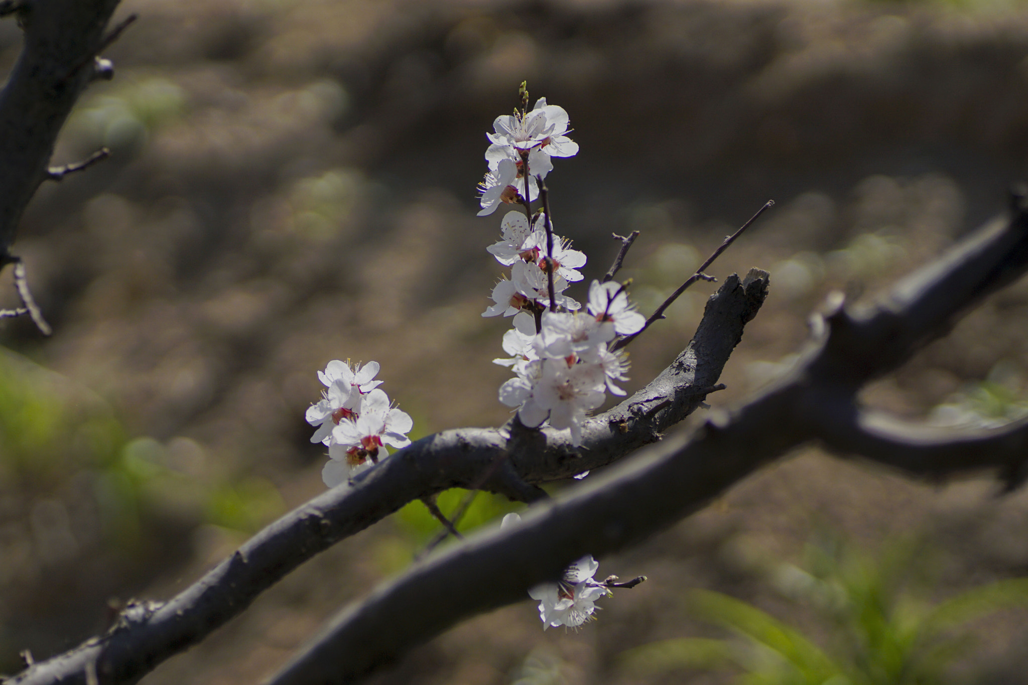 90mm F2.8 sample photo. The cherryblossom 樱花秀b photography