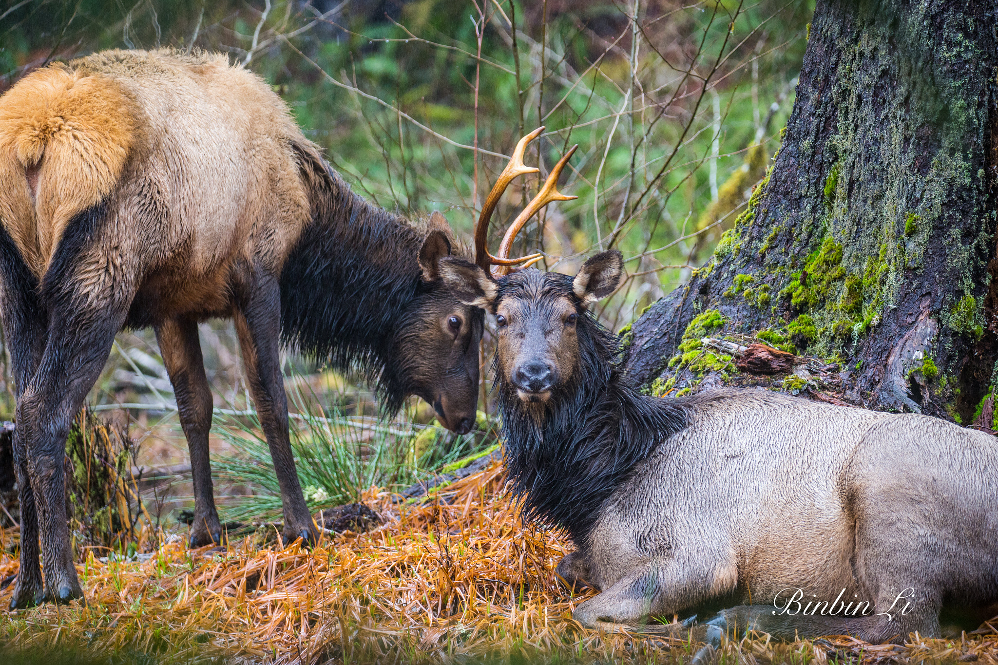 Sigma 150-600mm F5-6.3 DG OS HSM | C sample photo. Olympic national park, the temperate rain forest photography