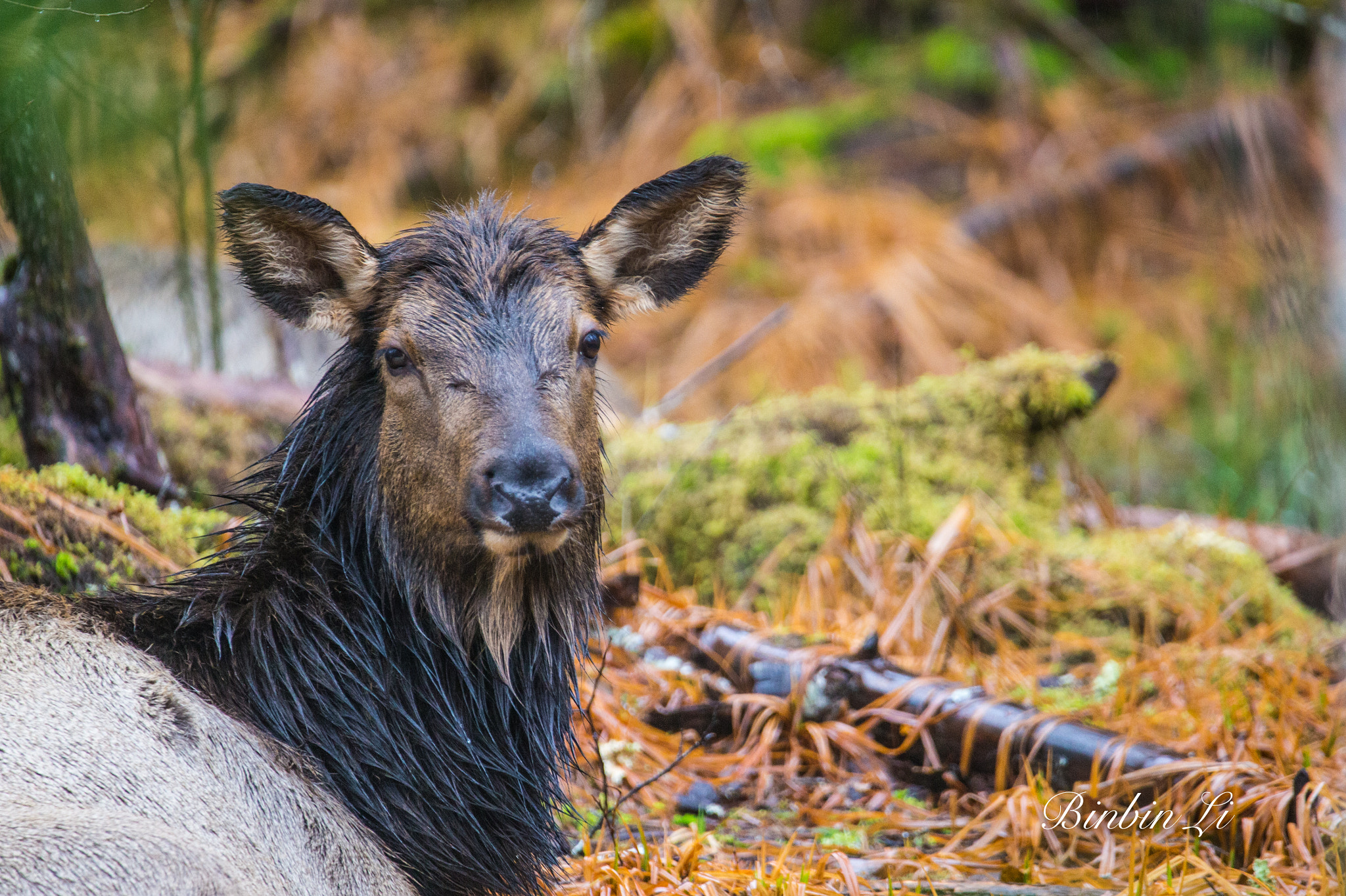 Sigma 150-600mm F5-6.3 DG OS HSM | C sample photo. Olympic national park, the temperate rain forest photography
