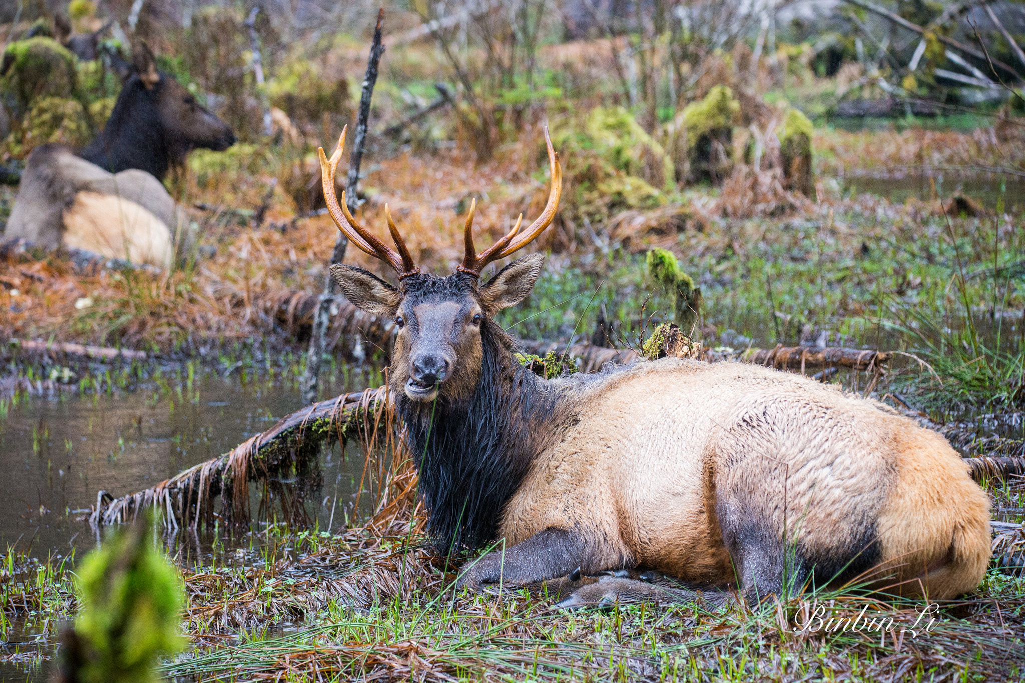 Sigma 150-600mm F5-6.3 DG OS HSM | C sample photo. Olympic national park, the temperate rain forest photography