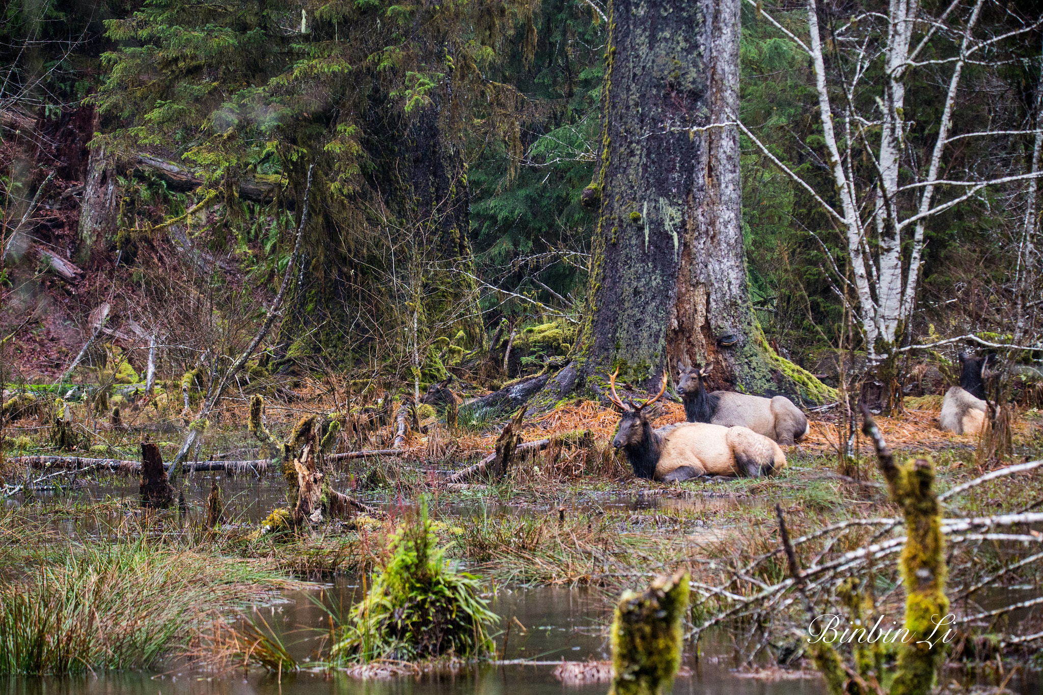 Sigma 150-600mm F5-6.3 DG OS HSM | C sample photo. Olympic national park, the temperate rain forest photography