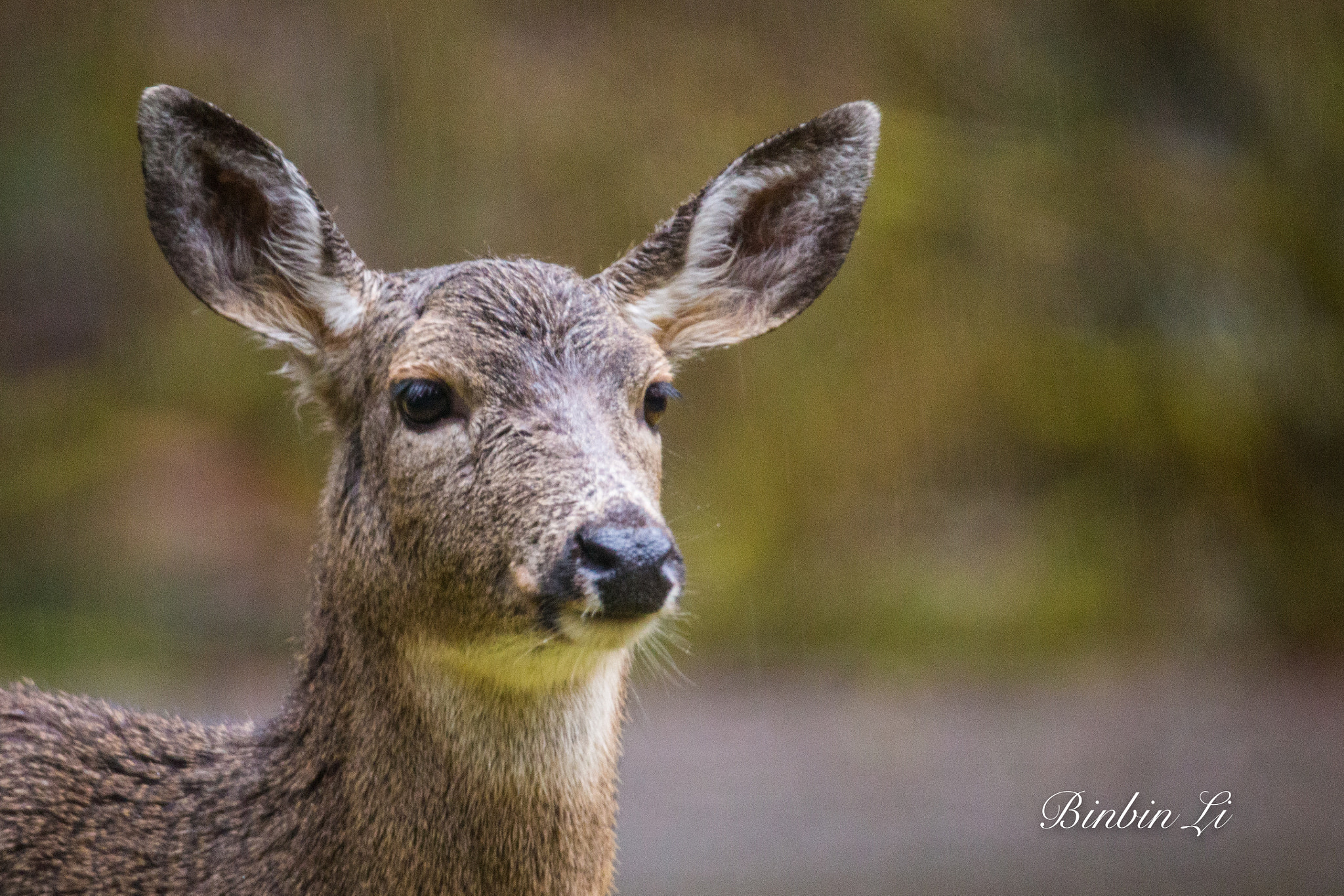 Sigma 150-600mm F5-6.3 DG OS HSM | C sample photo. Olympic national park, the temperate rain forest photography