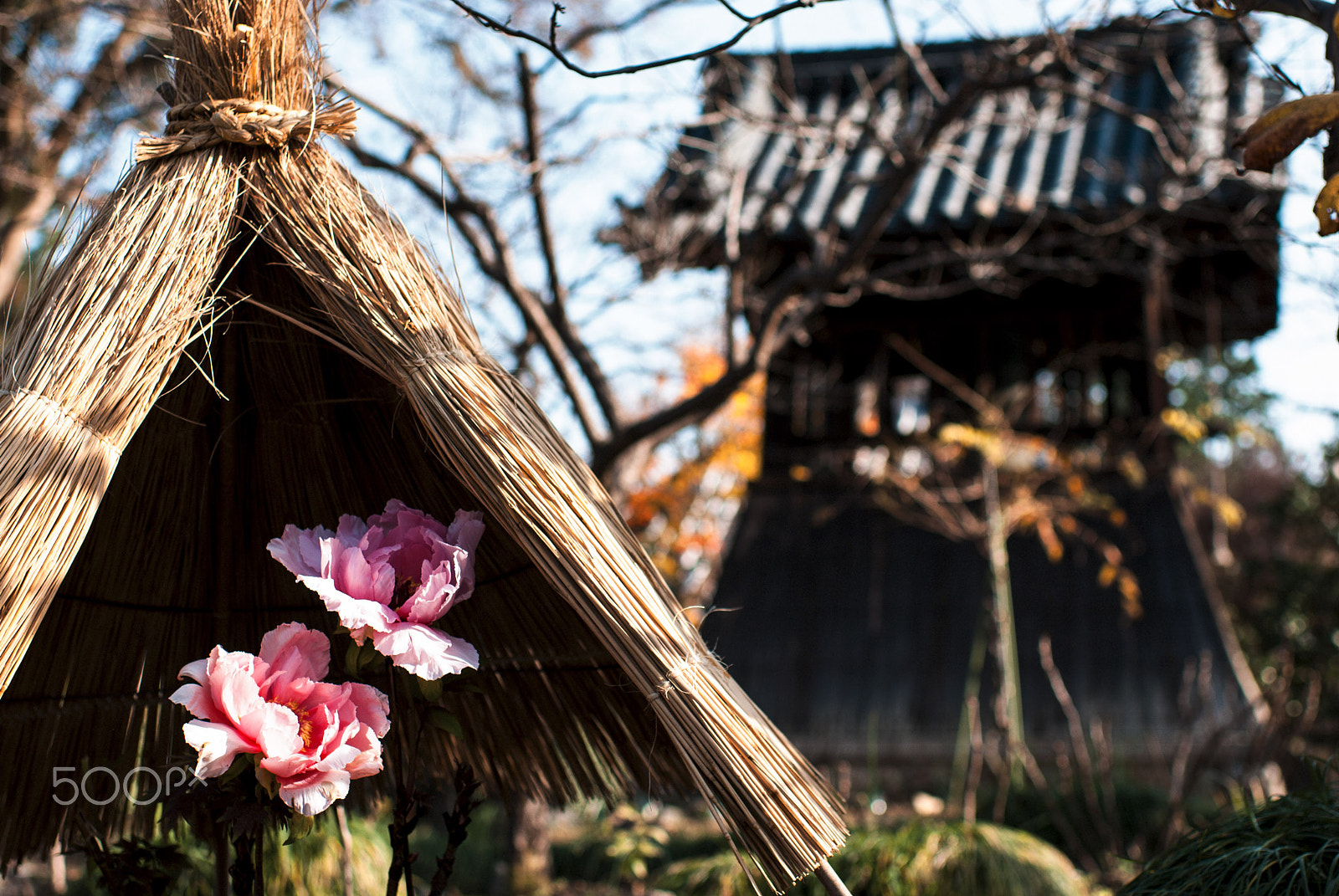 Nikon D40X + Nikon AF-S Nikkor 35mm F1.4G sample photo. Peonies with temple photography