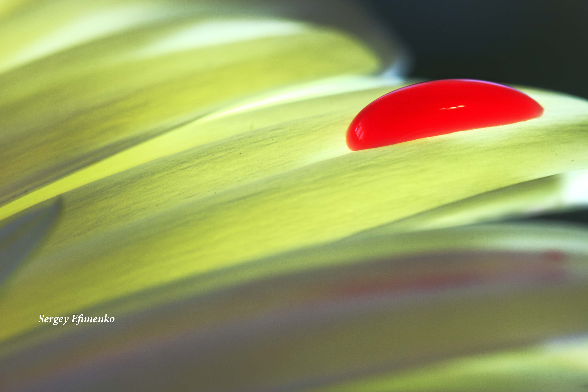 Sigma 105mm F2.8 EX DG OS HSM sample photo. Contrast photography