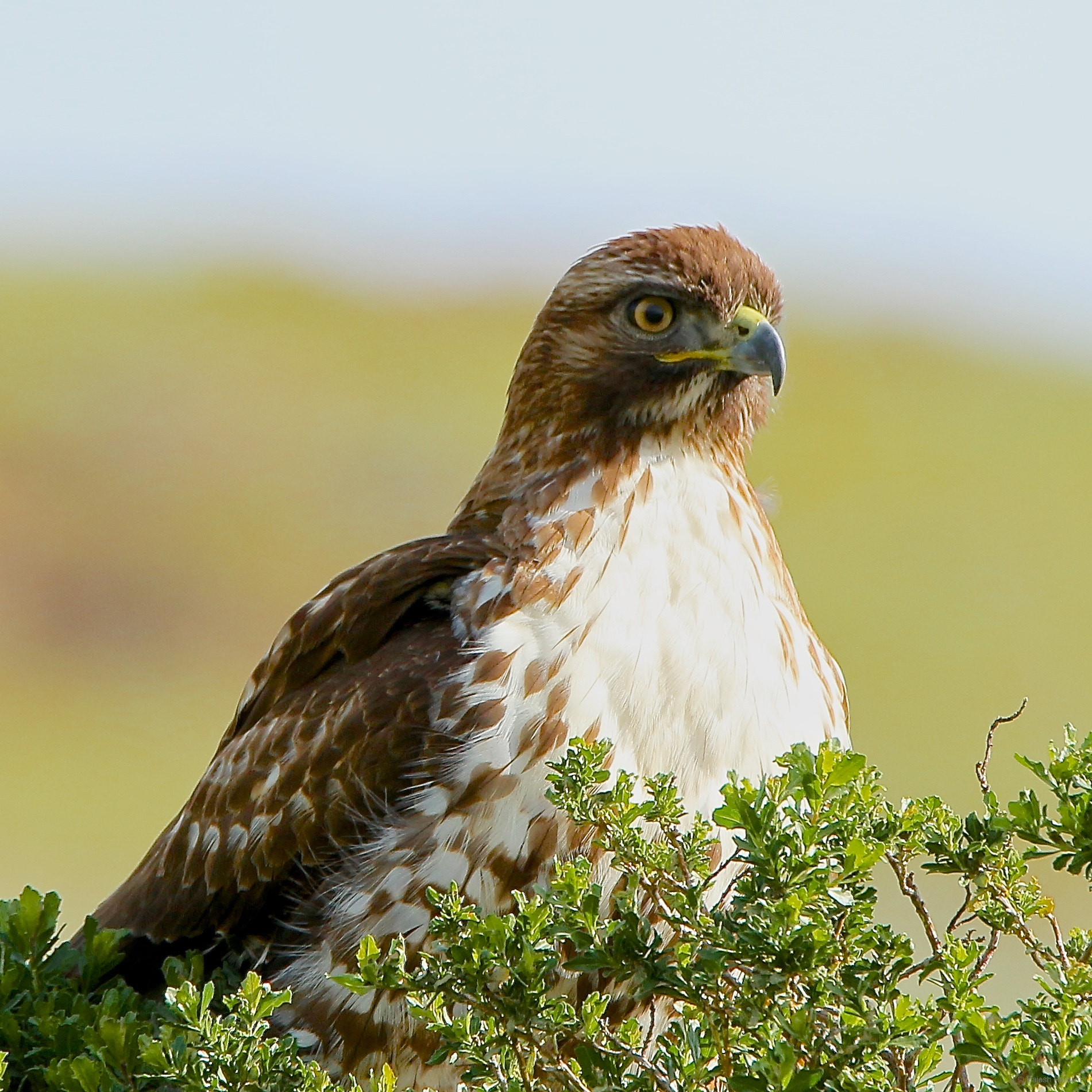 Tamron SP 150-600mm F5-6.3 Di VC USD sample photo. Red tail hawk photography