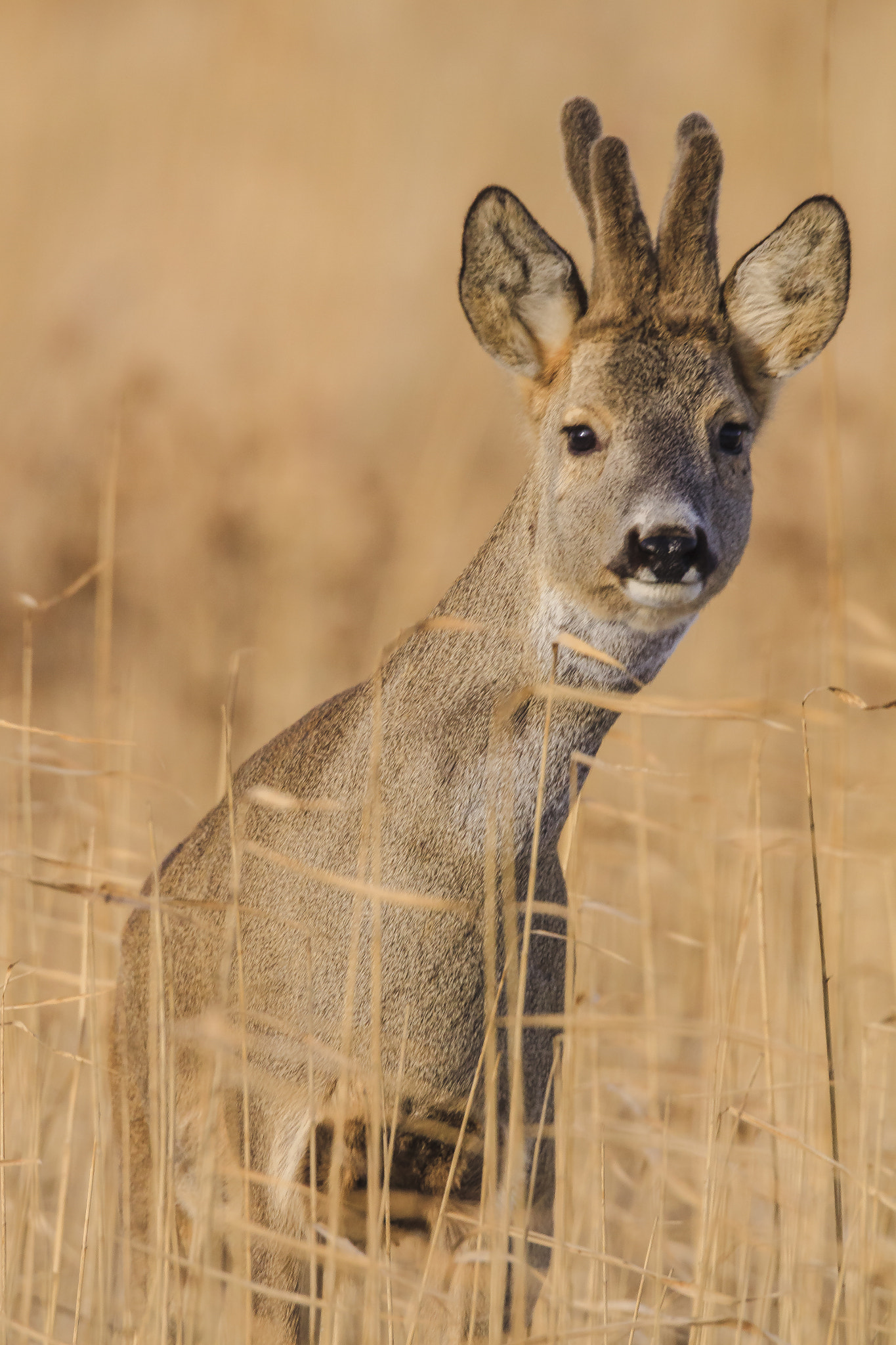Tamron SP 150-600mm F5-6.3 Di VC USD sample photo. Deer photography