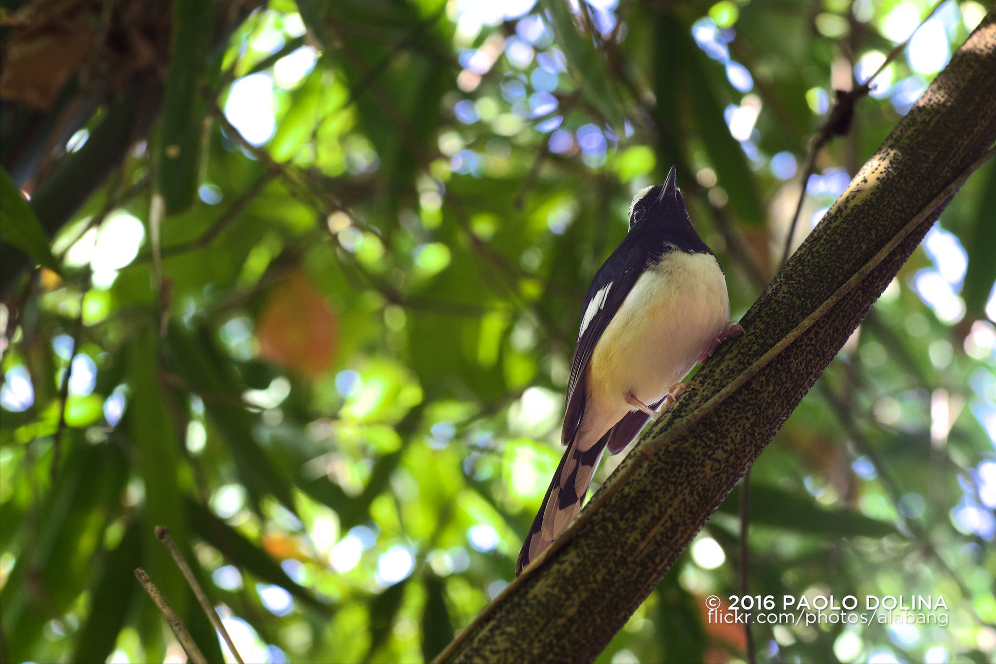 Canon EF 85mm F1.2L II USM sample photo. White-browed shama (copsychus luzoniensis) photography