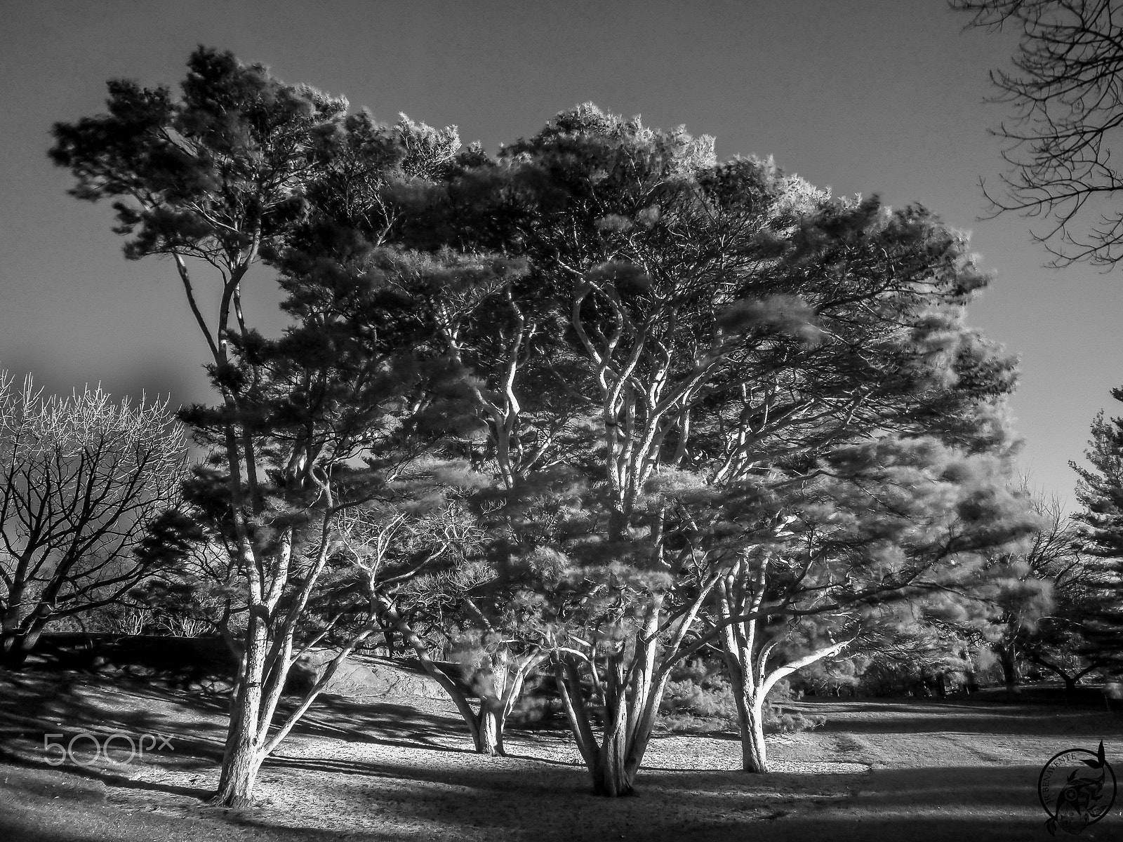 Panasonic Lumix G X Vario 12-35mm F2.8 ASPH Power OIS sample photo. Light breeze...... photography