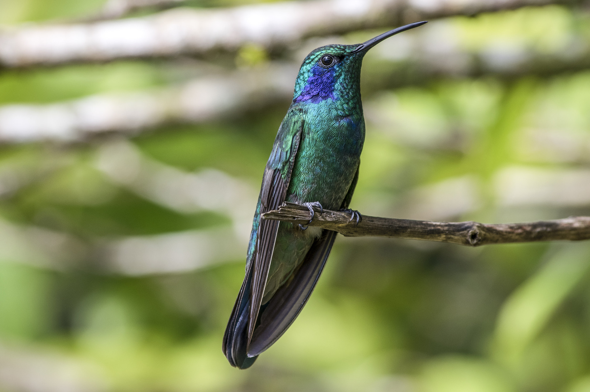 Pentax K-3 II + Sigma sample photo. Green violetear hummingbird photography