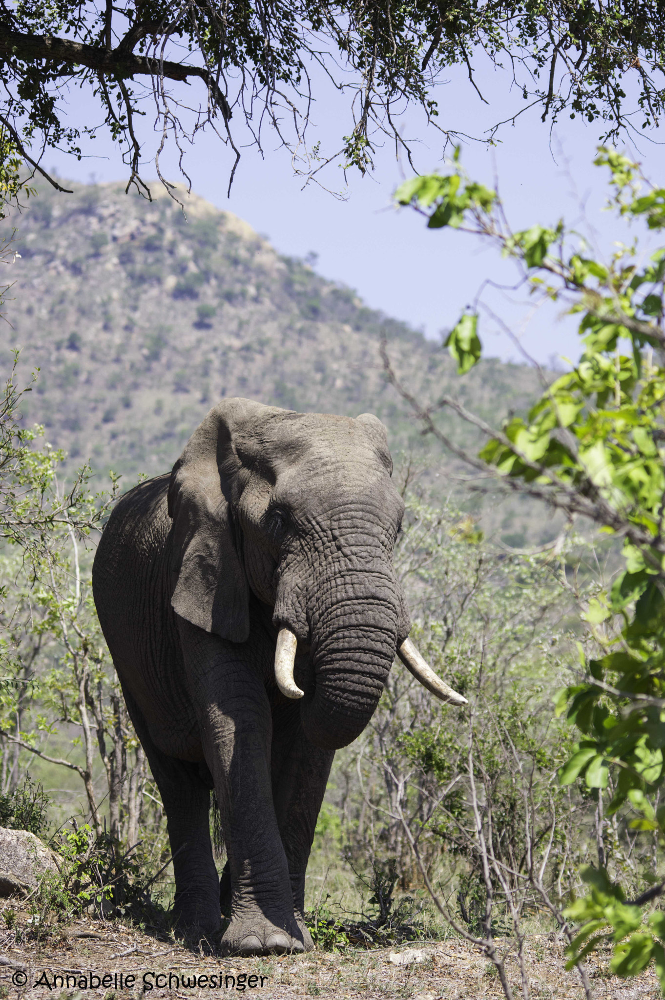 Sigma 150-500mm F5-6.3 DG OS HSM sample photo. Elefant photography