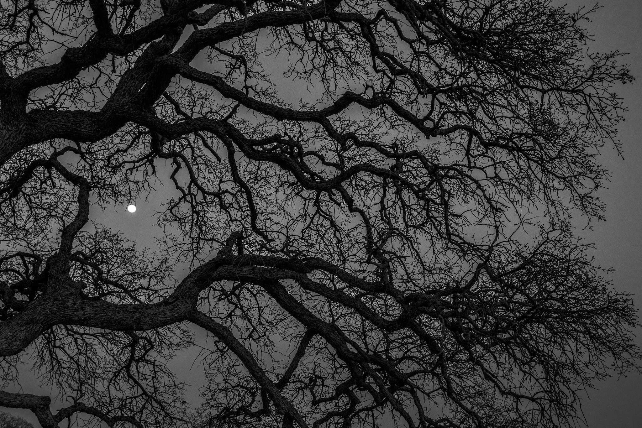 Sony a7R II + Sony Vario-Tessar T* E 16-70mm F4 ZA OSS sample photo. Moon and me photography