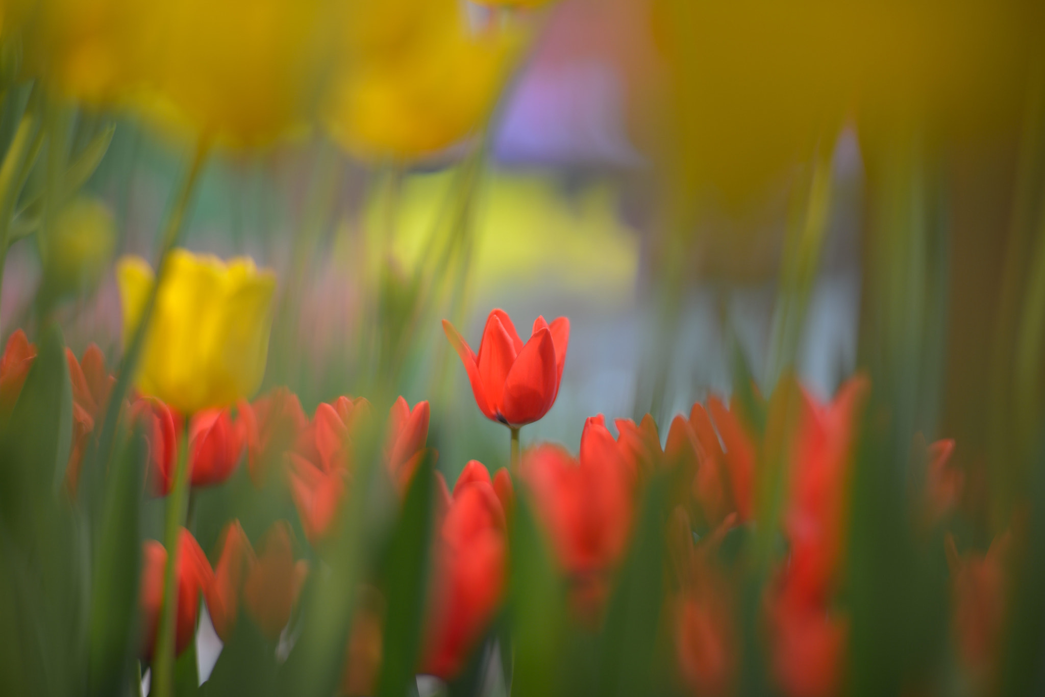 ZEISS Planar T* 85mm F1.4 sample photo. Show off photography
