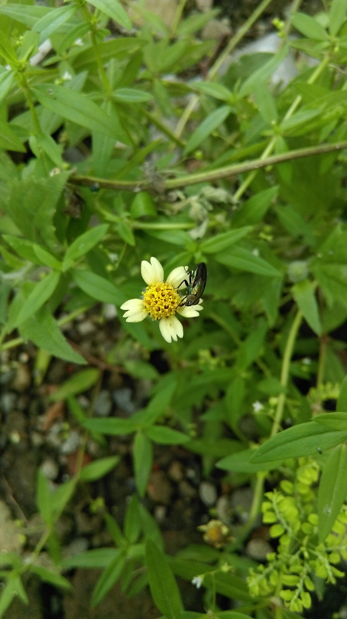 HTC DESIRE 826 DUAL SIM sample photo. Flower and insect photography