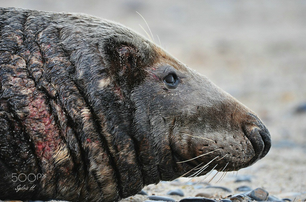Nikon AF-S Nikkor 200-400mm F4G ED-IF VR sample photo. Old grey seal photography