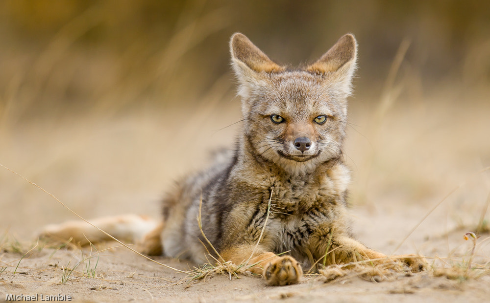 Canon EOS-1D Mark III + Canon EF 400mm F2.8L IS USM sample photo. Patagonia grey fox photography