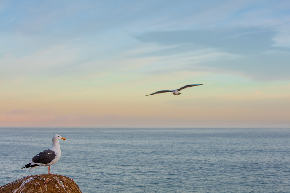 Canon EF 70-200mm F2.8L IS USM sample photo. Morning gulls photography