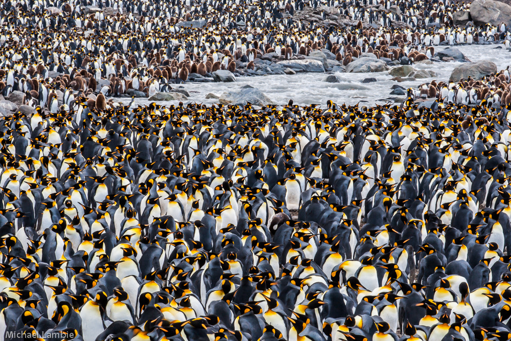 Canon EF 400mm F2.8L IS USM sample photo. The kings photography