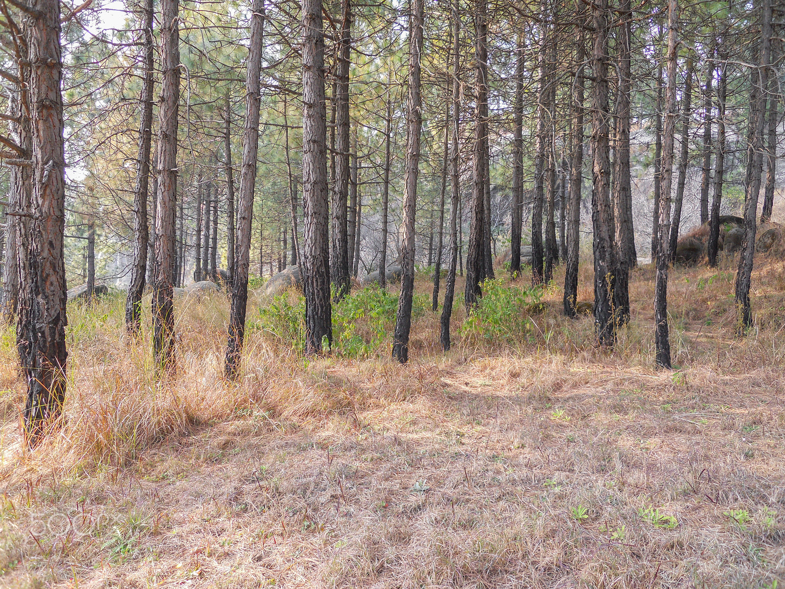 Nikon Coolpix S570 sample photo. Pine trees photography