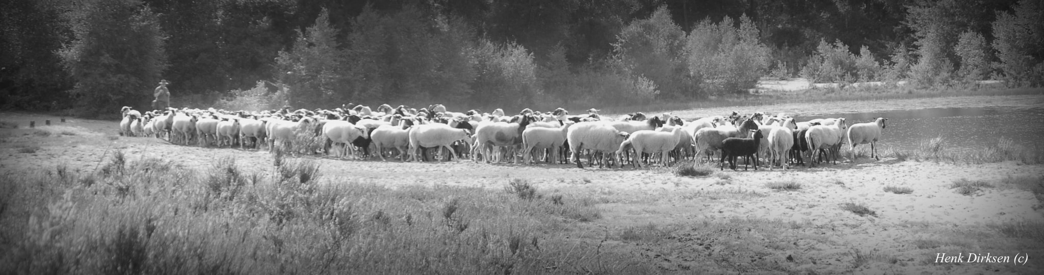Nikon D200 sample photo. Op de stille heide photography