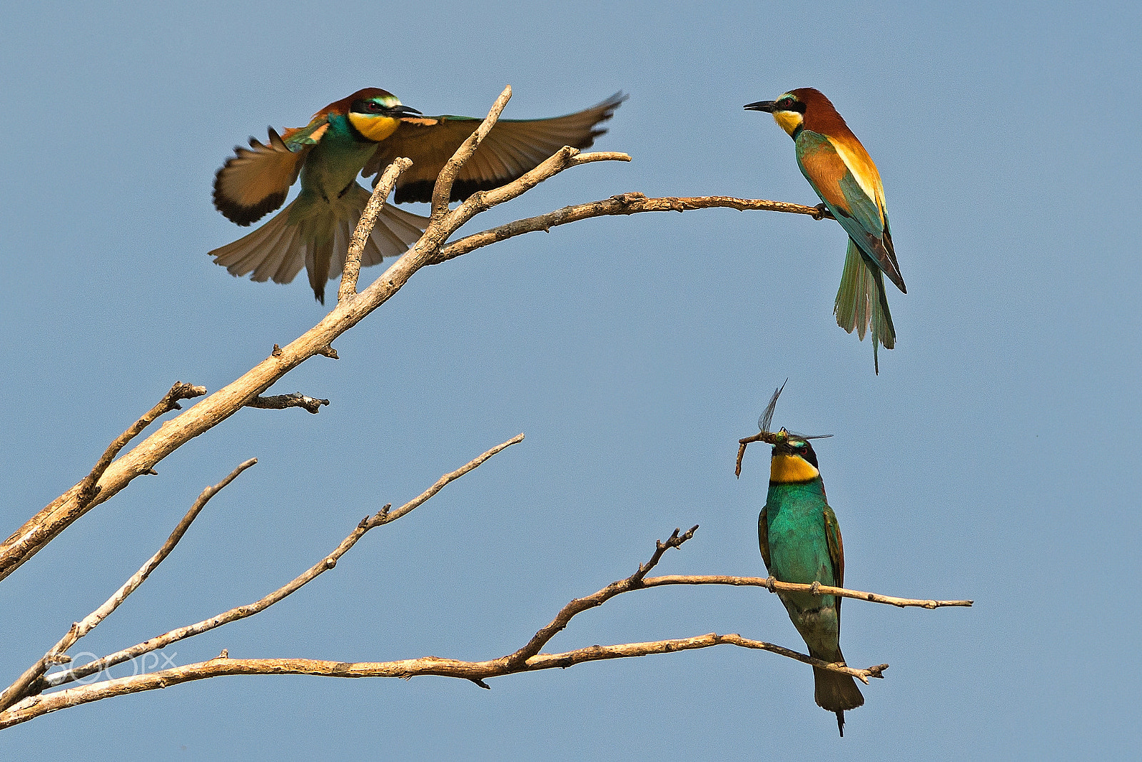 Nikon AF-S Nikkor 300mm F2.8G ED-IF VR sample photo. Bee-eaters photography