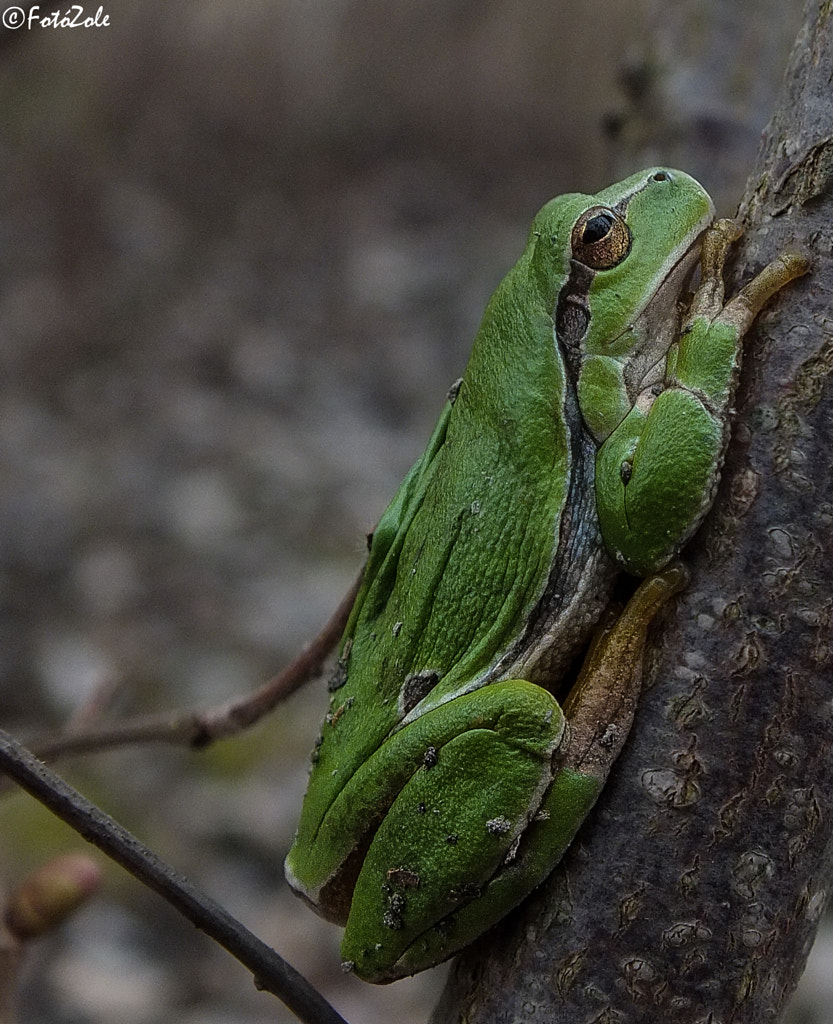 lazy frog by Szigeti Zoltán / 500px