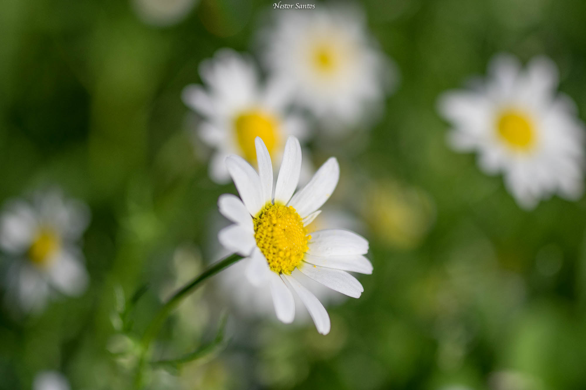 Pentax smc D-FA 50mm F2.8 Macro sample photo. Sun flower photography