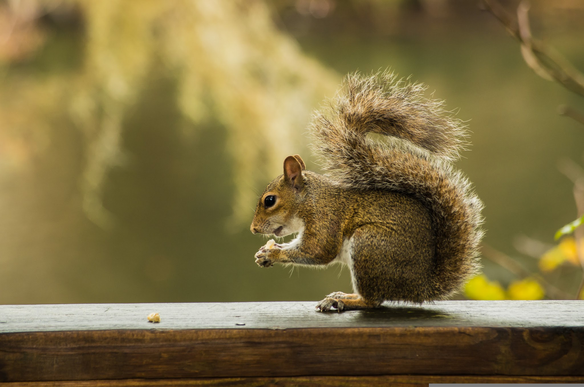 Pentax K-5 II + smc PENTAX-DA L 50-200mm F4-5.6 ED sample photo. Squirrel photography