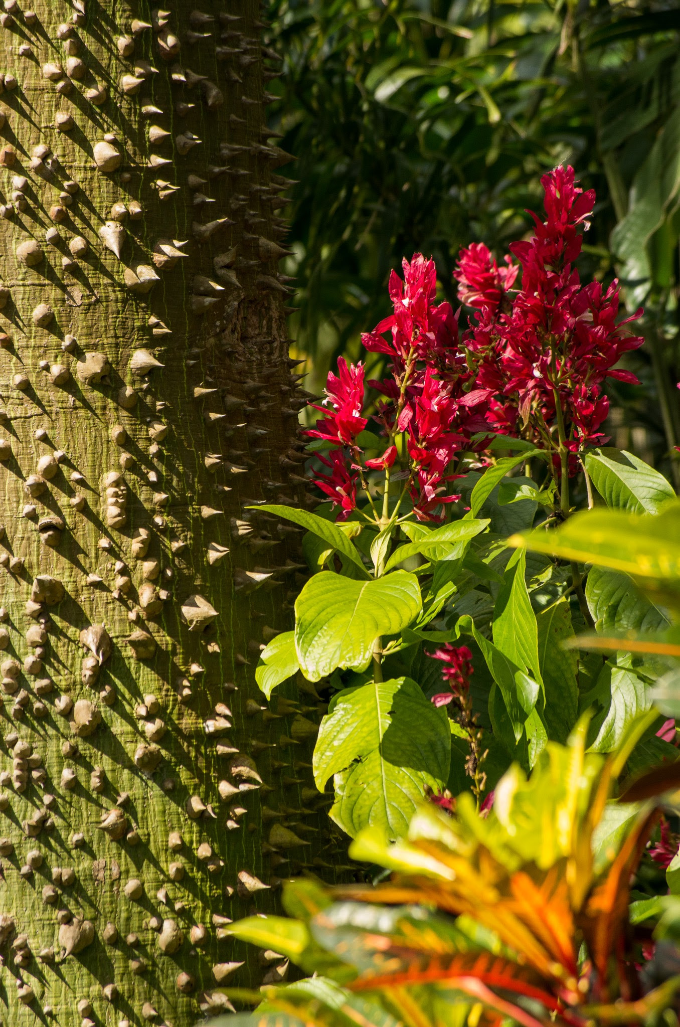 smc PENTAX-DA L 50-200mm F4-5.6 ED sample photo. 20160123-imgp3568.jpg photography