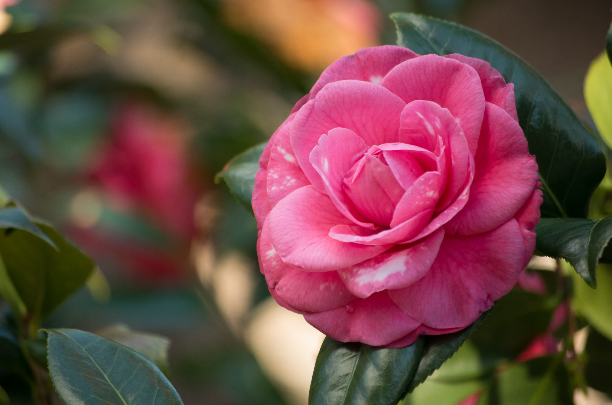 smc PENTAX-DA L 50-200mm F4-5.6 ED sample photo. 20160123-imgp3648.jpg photography