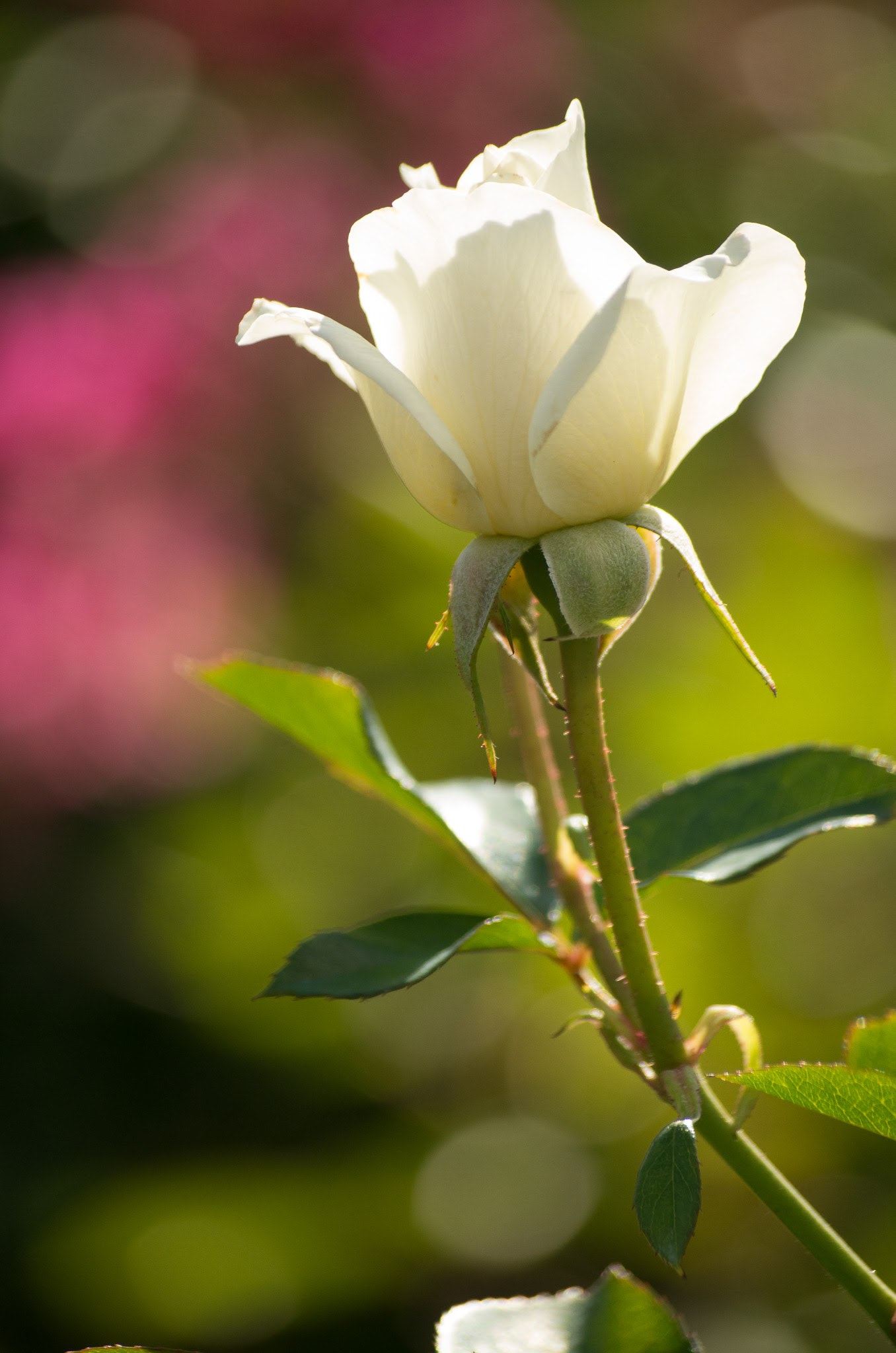 smc PENTAX-DA L 50-200mm F4-5.6 ED sample photo. 20160123-imgp3661.jpg photography