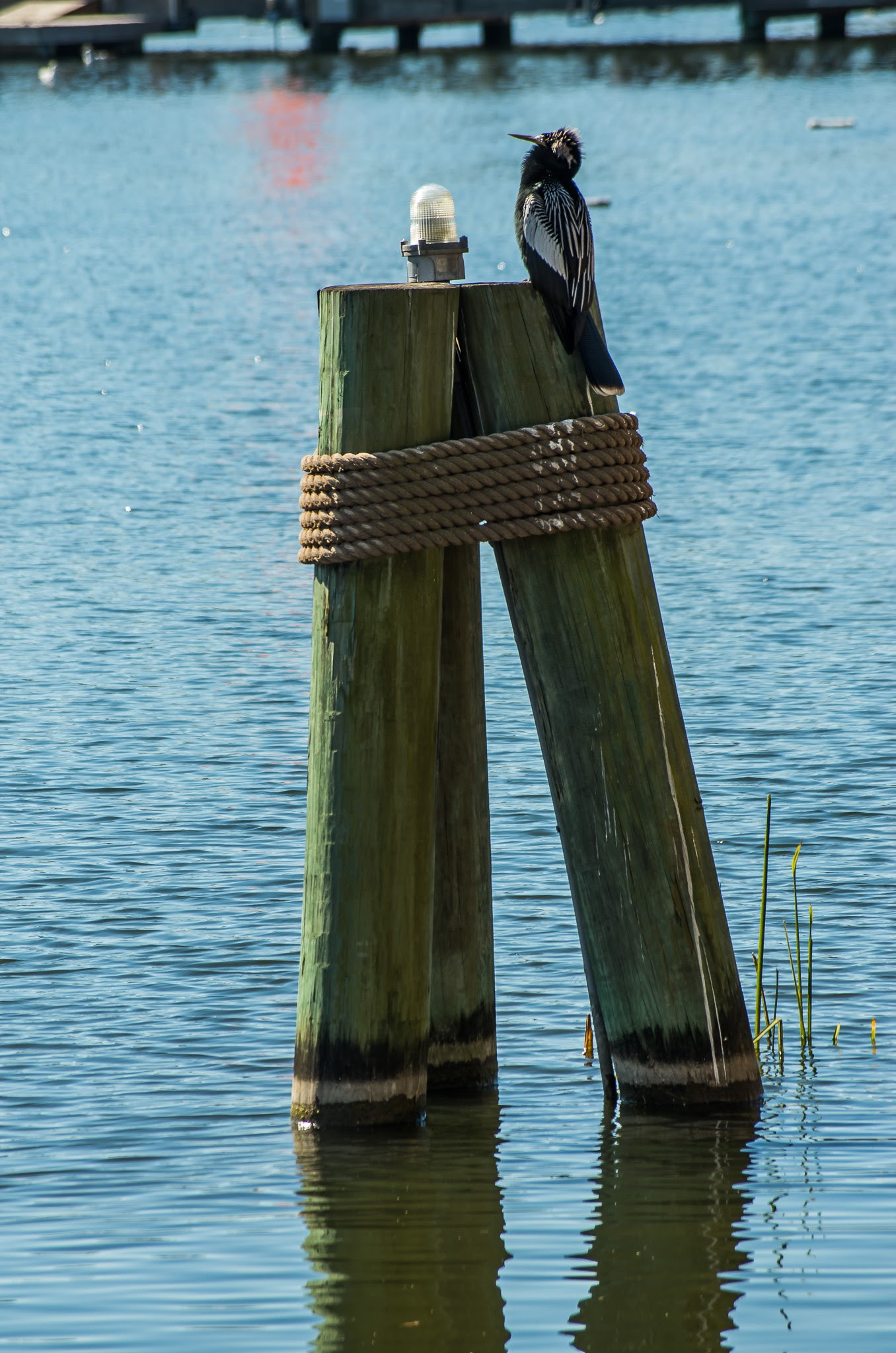 smc PENTAX-DA L 50-200mm F4-5.6 ED sample photo. 20160124-imgp3963.jpg photography